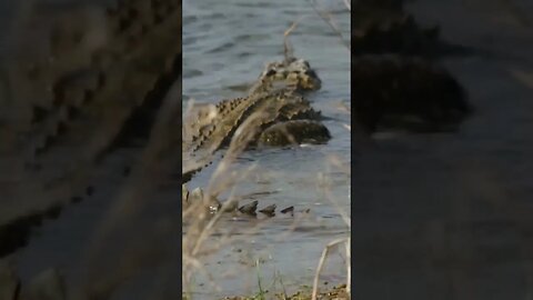 Crocodile in the lake #shorts