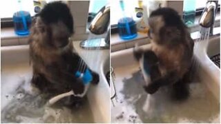 This monkey is very eager to help wash the dishes
