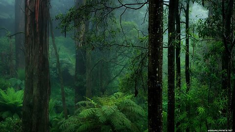 Meditation in the rain in the green forest