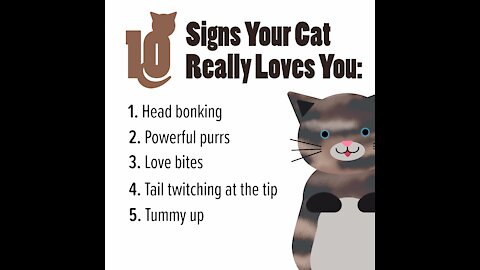 10 Signs Your Cat Loves You [GMG Originals]