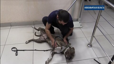 In Novosibirsk, a man stole a dog