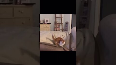 COMPILATION WITH THE FUNNIEST PETS