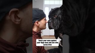 Touch Your Dogs Nose Against Your Nose & See Who Caves First #shorts #funnydogs #dog