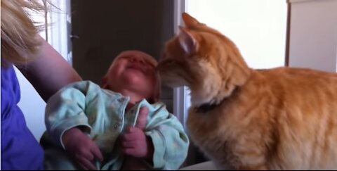 Cats Meeting Babies for the FIRST Time [NEW] Compilation