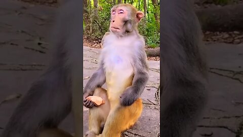 monkey ka yoga || #funny #shorts #youtubeshorts #funnyvideo #viral #viralshorts #new #monkeyfunny
