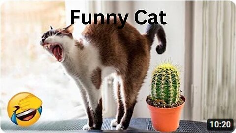 Trending Funny Animals 😍 Funniest Dogs and Cats 😹🐶