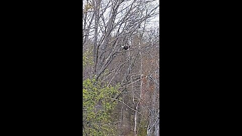 Eat That Fish, Mr. Eagle