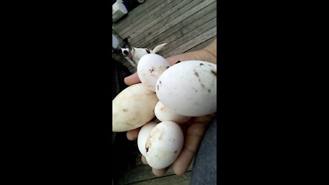 Edamommy wants my goose eggs