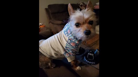 Part 1: Sew-a-long Hoodie Dog Sweater using Ellie & Mac Pattern