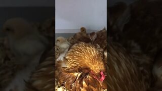 Hen survived fox attack