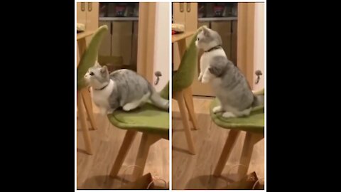 This Cat Attempts To Jump On The Table, And Fails Miserably.