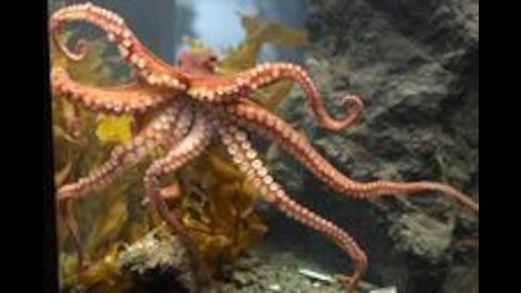 Interesting Facts About Octopus 4