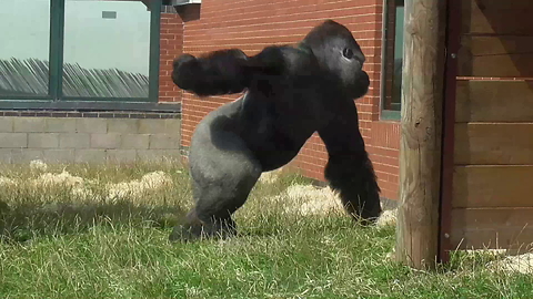 Big Silverback Gorilla Lets Everyone Know Who's Boss