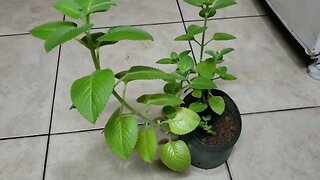 Hortelã Pimenta ou Menta Piperita