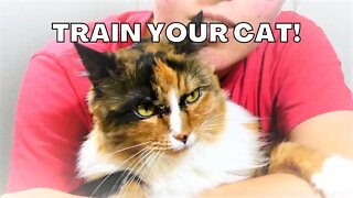 Training My Cat + Tips and Tricks