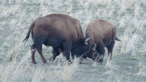 AMERICAN BISON roam ANTELOPE ISLAND on the GREAT SALT LAKE of UTAH