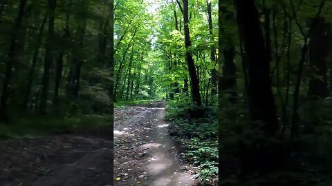BANEASA Forest ride, Bucharest - Ilfov | 4k Virtual Tour | #shorts