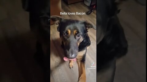 Mom teasing me with my Bacon Treat #bella #dog #funny #cutedog #petsofyoutube #dogtreats#bacon