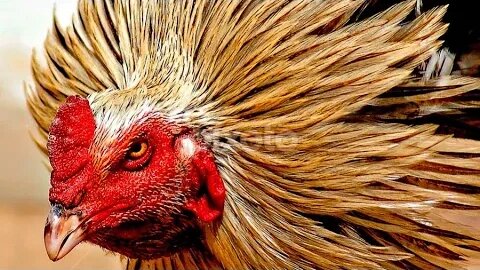 Reckless Chicken Farms