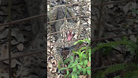 #301 Twitchy Tail + Wiggly Tongue = Silly Flint Bobcat