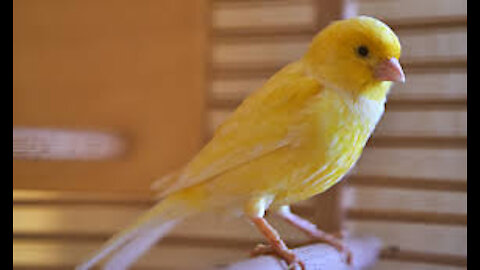 terrible canary