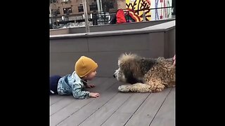 Baby meets first dog #cute #shorts