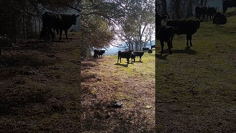 cows in the mountains