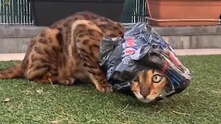 Gato-de-bengala obcecado por embalagens de pepsi
