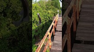 HUGE crappie off of a train track bridge!