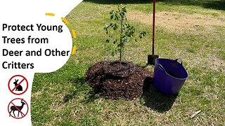 TNT #176: One way to protect young trees / fruit trees and shrubs / DIY Tree Cages