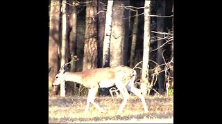 Deer in Georgia