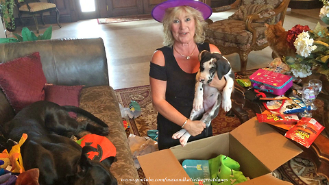 Great Dane and Cats Enjoy a Halloween Gift Party
