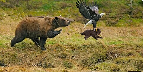 Bear Risk its Cubs And Attack an Eagle's Nest