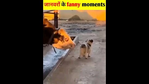 funny moments