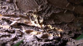 Footage of termites