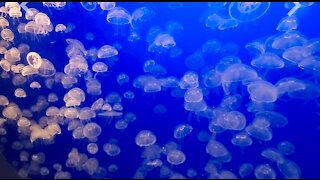 jellyfish or sea jellies