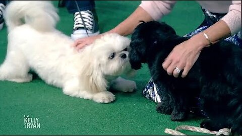 Kelly’s Dog Lena and Gelman’s Dog Billie Reunite