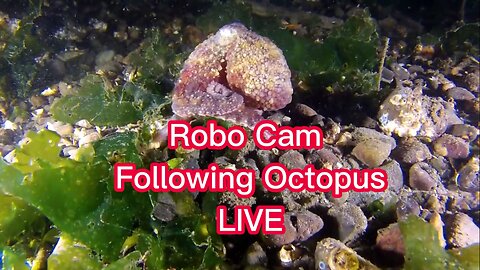 Robo cam following the octopus live
