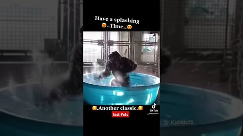 She’s got moves 💃 #cute #tiktok #funnyanimals #funnyvideos #viral 2022