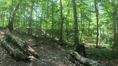 #boston #massachusetts Arnold Arboretum Hike in #nature #trees JP Jamaica Plain Rozzie Walking