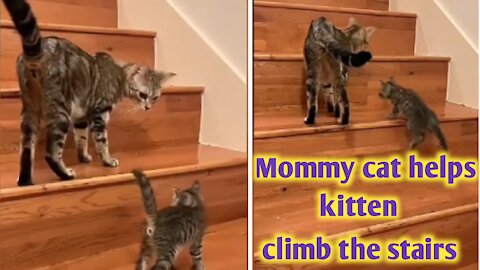 Mommy cat helps kitten climb the stairs in adorable video|| #Funny& Cute Animal #Cats & kittens
