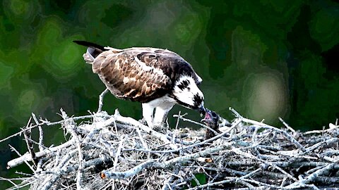 Osprey feeding it's young a special treat