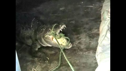 Crocodile Caper