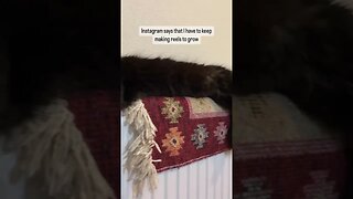 How to increase followers on instagram - Cat advice