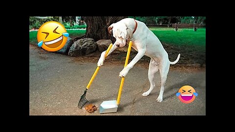 Funny animals video, kitten cat funny video, funny cats and dogs