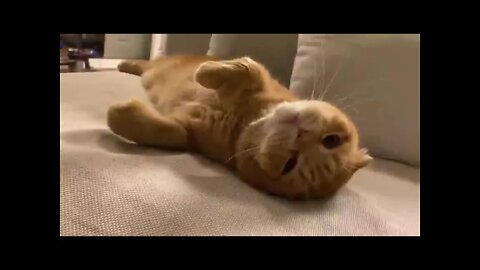 funniest cats video 🐱part-1 @pets_land #shorts(2)