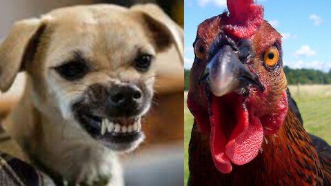 Dog VS chicken fight - Goes Crazy.