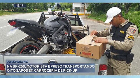 Do ES para MG: Na BR-259, Motorista é Preso Transportando Oito Sapos em Carroceria de Pick-up.