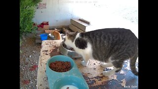 3 kittens ginger mother & porkchop