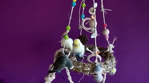 Budgies and Cockatiel Birds Playing and Feeding